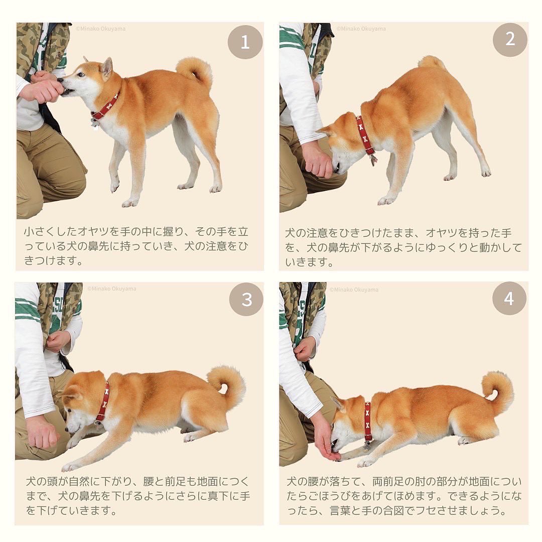 Shi Ba シーバ 犬びより お役立ちシーバ Shi Ba 本誌や姉妹誌 単行本などから 定期的にお役立ち情報をシェア ーーーーーーー 犬を迎えたら 教えておきたいことはたくさん 長い時間は ぜひ フセ て待たせたい オスワリ から教える人も Shi Ba シーバ 犬びより お役立ちシーバ Shi Ba 本誌や姉妹誌 単行本などから 定期的にお役立ち情報をシェア ーーーーーーー 犬を迎えたら 教えておきたいことはたくさん 長い時間は ぜひ フセ て待たせたい オスワリ から教える人も