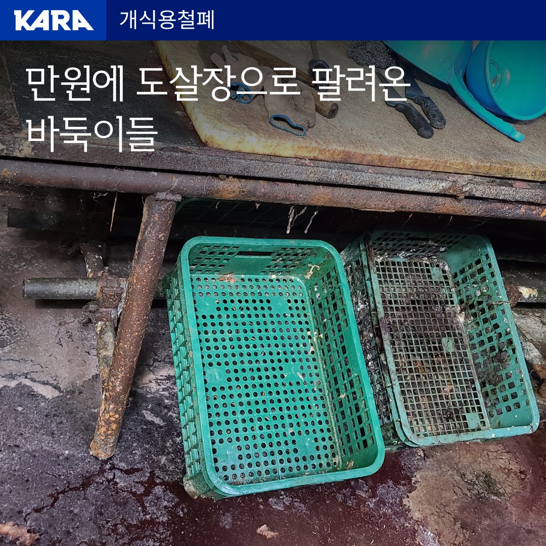 ekara_org's tweet photo. 큰개, 작은개, 어린개, 소위 품종개, 바둑이 할 것 없이 가리지 않고 잔인하게 도살하는 한국의 '개식용'.. 단돈 만원에 도살장으로 팔려온 비니와 써니의 이야기를 공유해주세요 🙏자세히 보기 🔽 https://t.co/6M5ZKeZbM1 https://t.co/9EfbPxgO5H