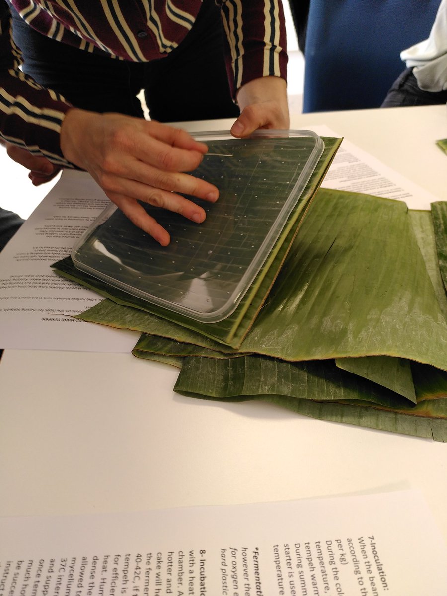 NicoC_MicSynBio's tweet photo. Just arrived at #MicrobialFood conference in Denmark and this one includes real workshop not like the usual workshop being another talk! Making tempeh! #CBC2022 @ScienceCluster https://t.co/W3Pq9wGa0A