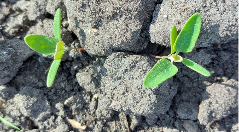 Actuele situatie bieten vraagt om aanpassing doseringen onkruidbestrijding. Lees meer: upl-ltd.com/nl/news-detail… #bietenteelt #gewasbescherming #akker #bieten