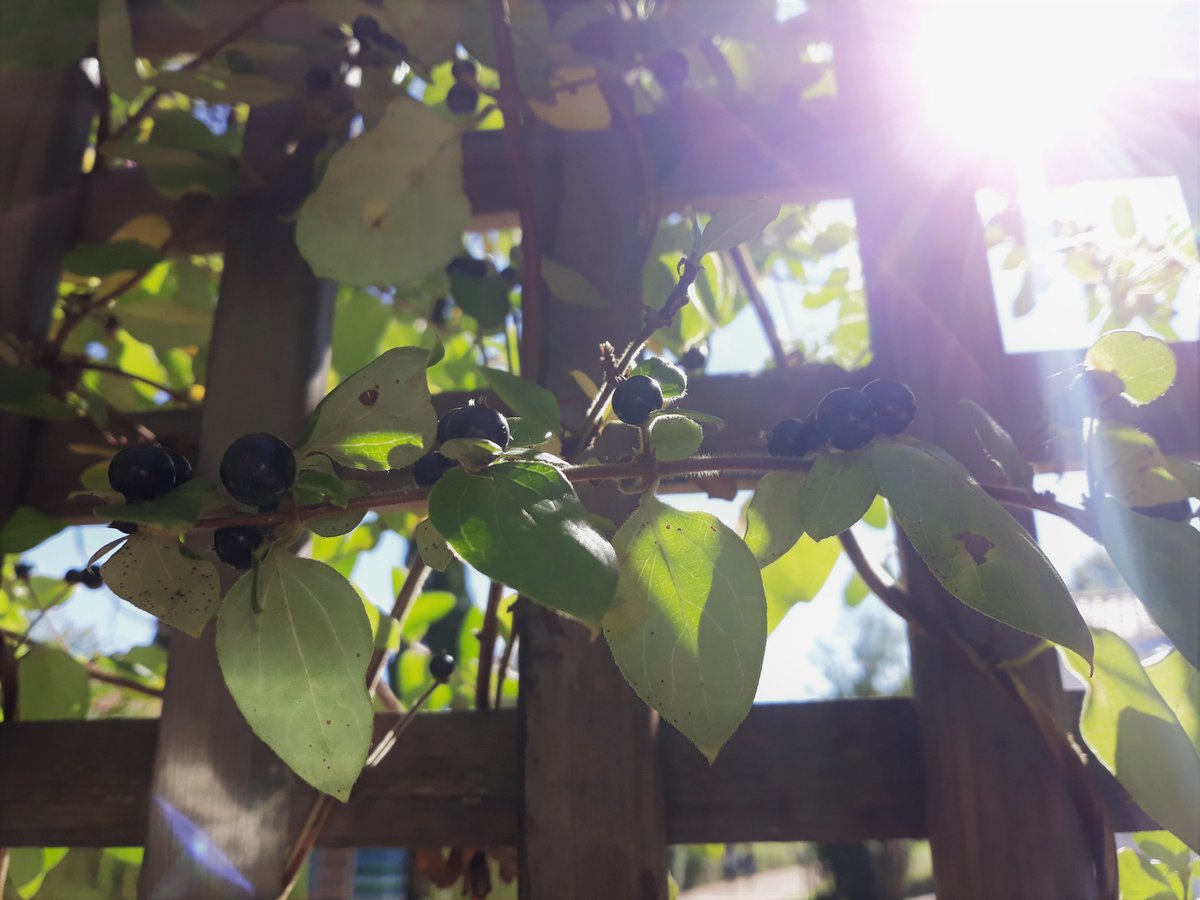diana_therose's tweet photo. #green #walking #lifestyle #wandering #naturelovers #QuintadasLágrimas #Portugal #outdoors #fence #magicalpath #cottagecore #sunbeam #lightbeam #Coimbra https://t.co/hNIE5lggIg