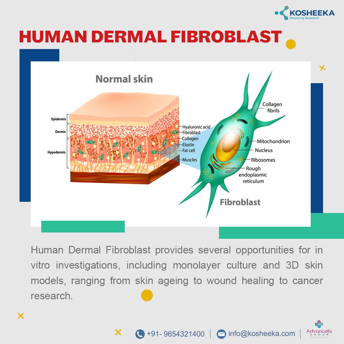kosheeka's tweet photo. Fibroblasts are significant cells that secrete a wide range of paracrine factors that facilitate cell and tissue homeostasis.
Drop your queries at info@kosheeka.com
Visit: https://t.co/NuEy28bYRy for more information
#skincells #fibroblast #dermalfibroblast #skinstemcells https://t.co/PFojnwttc7