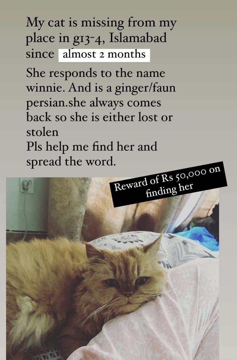 Zarbakhta_AK's tweet photo. If #waliya  could find her cat after 2 months, I have hope I’ll find mine too. Please help me find winnie. https://t.co/VKxfKm0CXE