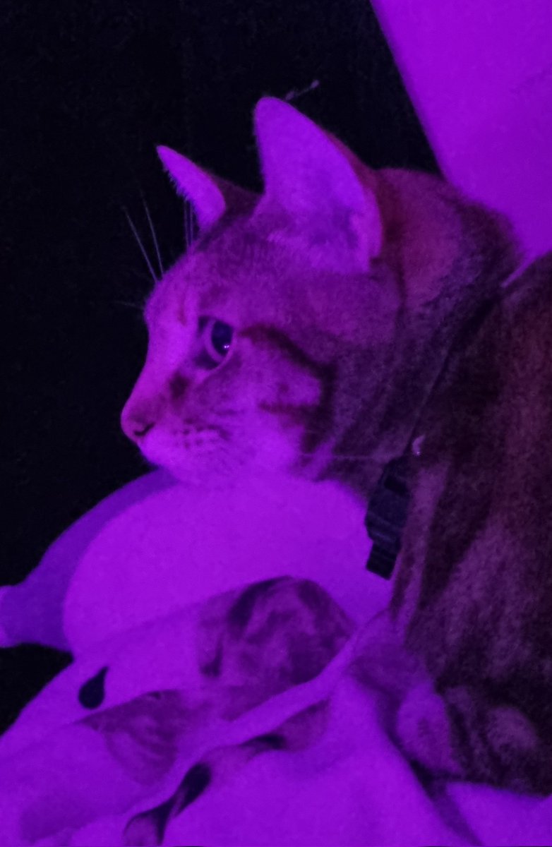 Chained_ Melody (She/They/It/Mew) tweet media