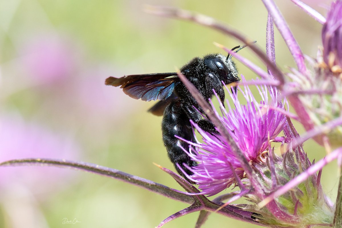 duduchen38's tweet photo. Carpenter bee #nikonphotography
Taken with nikond850 and nikon 105mm #Macro #wildlife #NaturePhotography #earhcapture
#natgeo @NikonUSA @NikonProEurope @BBCEarth @natgeowild @NatGeo https://t.co/sQcTB2dx4A