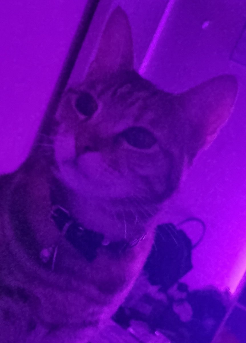 Chained_ Melody (She/They/It/Mew) tweet media