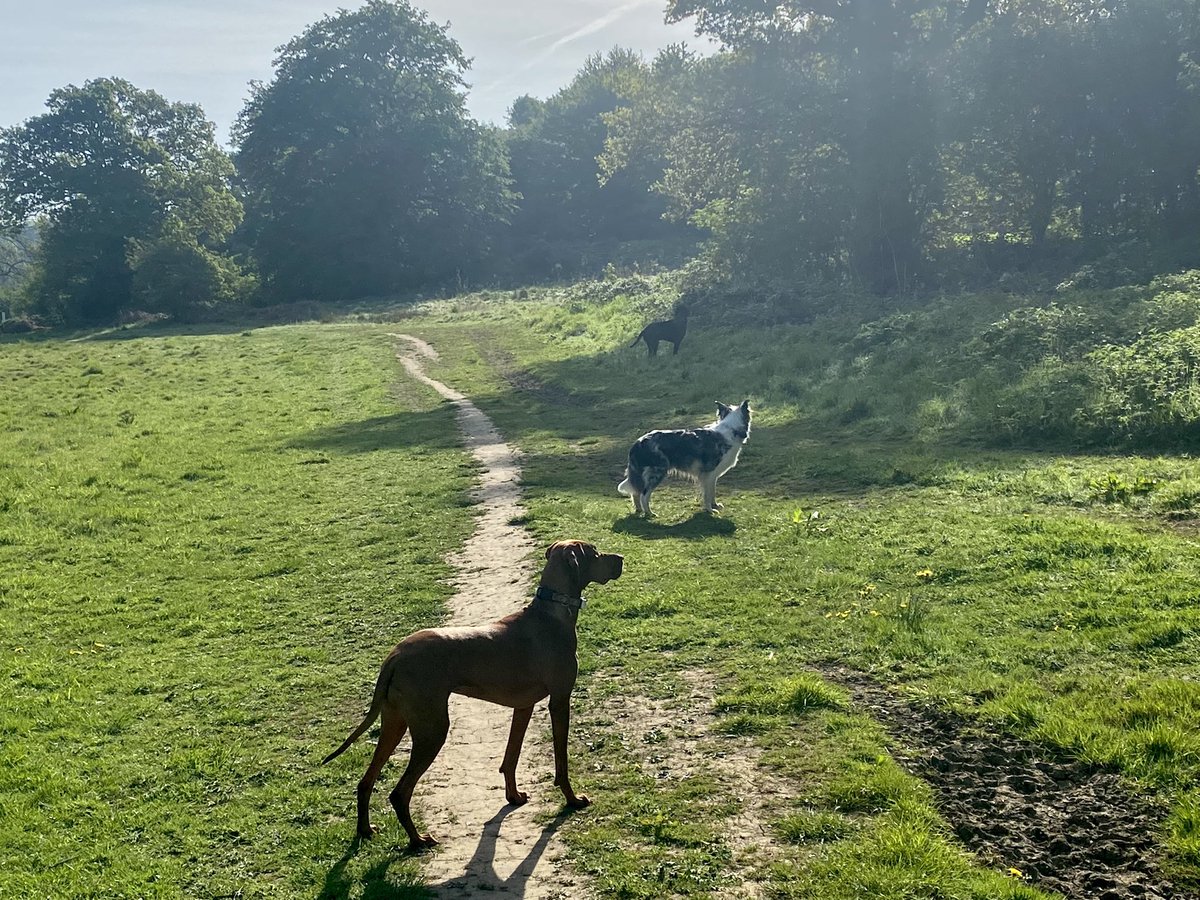 BrambleHay's tweet photo. Poppy is missing and we are on the lookout. She will not be able to pass us unnoticed 😂 https://t.co/Vf0M7qtsb1