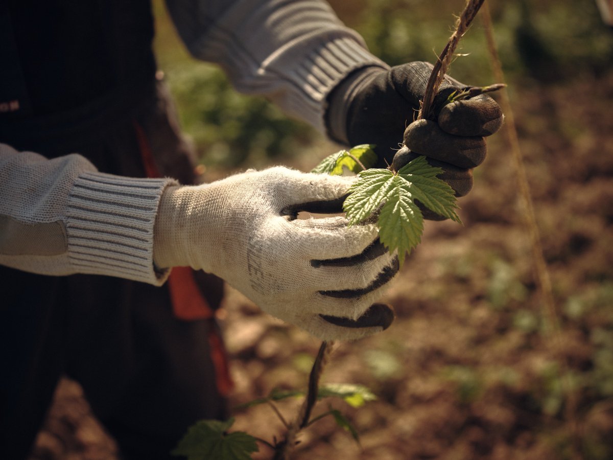 Britishhops's tweet photo. May is the time the hops start to grow - the strongest shoots are selected and they are trained/tied into the hop string. This process might have to be repeated if it's a windy year, as they can blow off! #britishhops #hopgrowing #hoptraining #hoptying #hopfarming https://t.co/s0OQvO4D6g