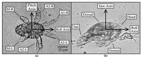 FluidsMdpi's tweet photo. 📚#Editor's_Choice_Article
📌"Rotational Maneuvers of Copepod Nauplii at Low Reynolds Number" by Ms. Kacie T.M. Niimoto et al.
 #locomotion
#reorientation
#swimming microorganism
👉Read via https://t.co/qLBzzzTiYf https://t.co/Xzrrz7wR5z