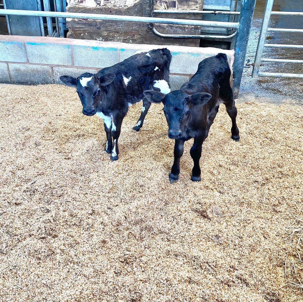 HopewallD's tweet photo. Here is Ken helping out with local sustainability, with two bags of coffee bean chaff left over from the roasting process from our great coffee partners KickBack Coffee in Pott Shrigley. We use this product for bedding our newly born calves💚#rawmilk #milkdelivery https://t.co/yRVZqEyFBd