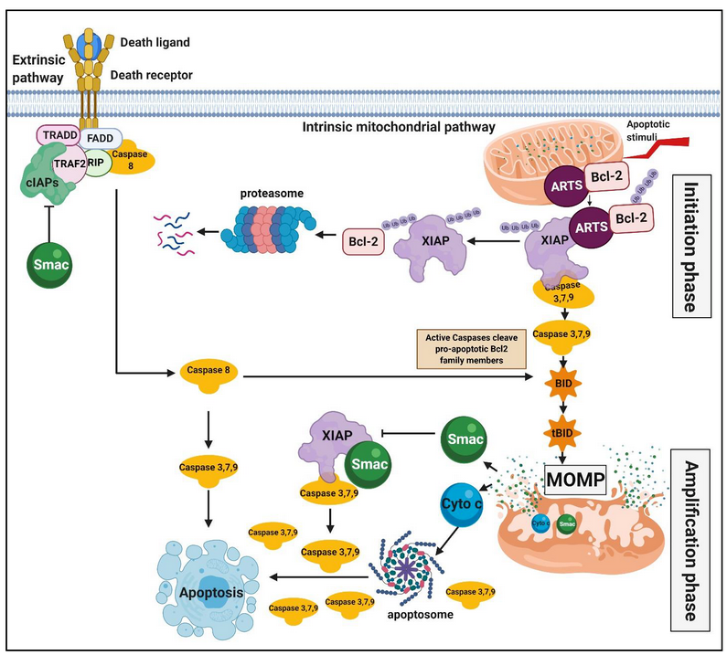 Cells_MDPI's tweet photo. "Targeting #XIAP for Promoting #Cancer #Cell Death—The Story of #ARTS and #SMAC" from Abbas et al.
#cellsmdpi #cellbiology #cIAPs #IAPantagonist
Full text: https://t.co/CwT5wHpFQM https://t.co/TECsSvktwT