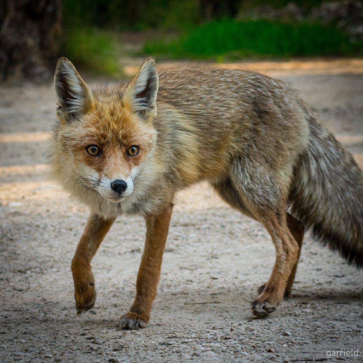 PhotoGarfield's tweet photo. I crossed the path of a fox today.

#fox #foxphotography #wildfox #zorro #zorros #zorrosalvaje #zorrosierraespuña #sierraespuña #sierraespuna #foxpath #beautifulcreatures #myluckyday #nature #naturephoto #naturephotography #wildnature #wildnaturephotography https://t.co/7WlDPy7faL
