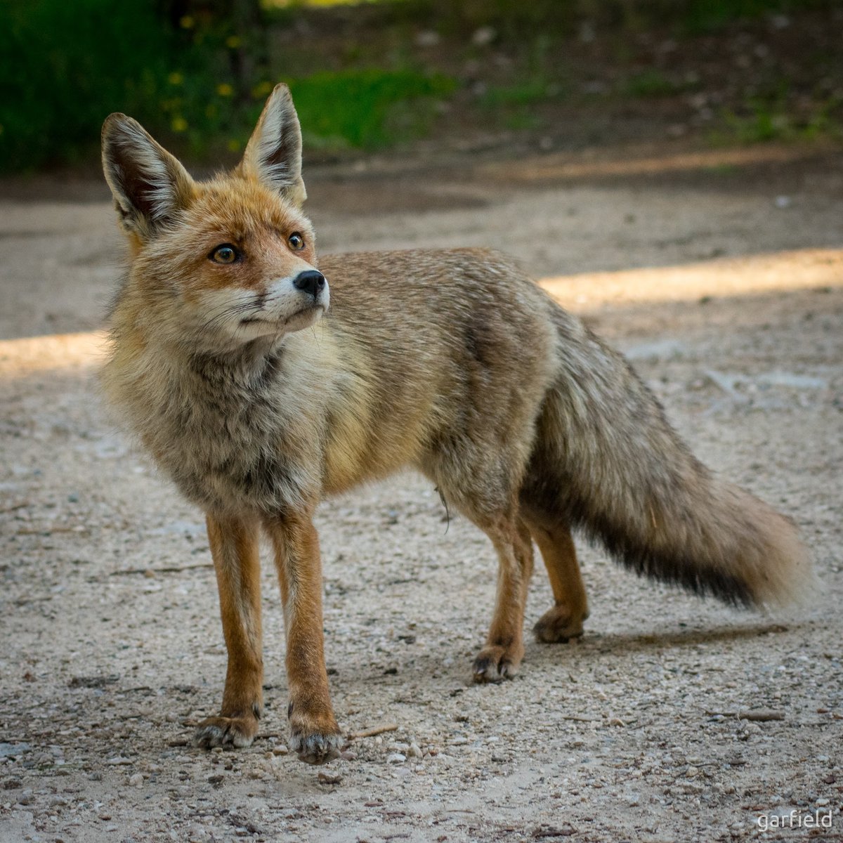 PhotoGarfield's tweet photo. I crossed the path of a fox today.

#fox #foxphotography #wildfox #zorro #zorros #zorrosalvaje #zorrosierraespuña #sierraespuña #sierraespuna #foxpath #beautifulcreatures #myluckyday #nature #naturephoto #naturephotography #wildnature #wildnaturephotography https://t.co/7WlDPy7faL