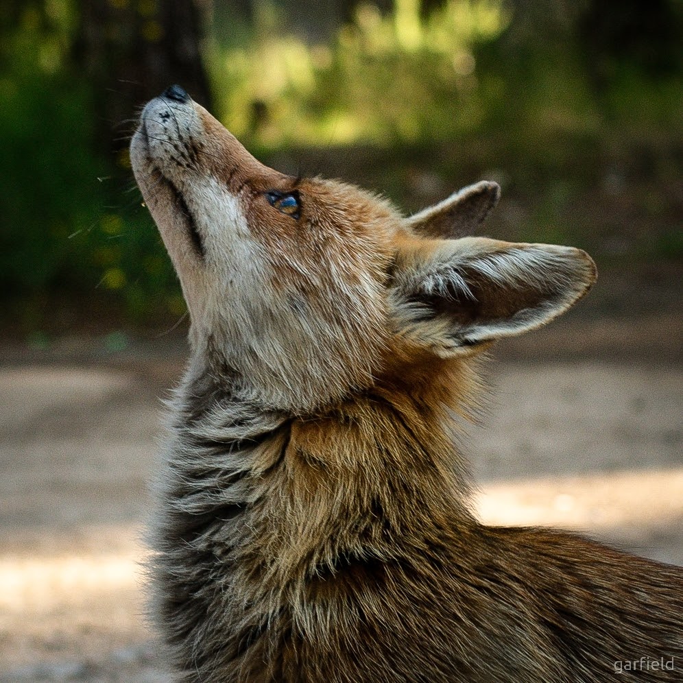 PhotoGarfield's tweet photo. I crossed the path of a fox today.

#fox #foxphotography #wildfox #zorro #zorros #zorrosalvaje #zorrosierraespuña #sierraespuña #sierraespuna #foxpath #beautifulcreatures #myluckyday #nature #naturephoto #naturephotography #wildnature #wildnaturephotography https://t.co/7WlDPy7faL