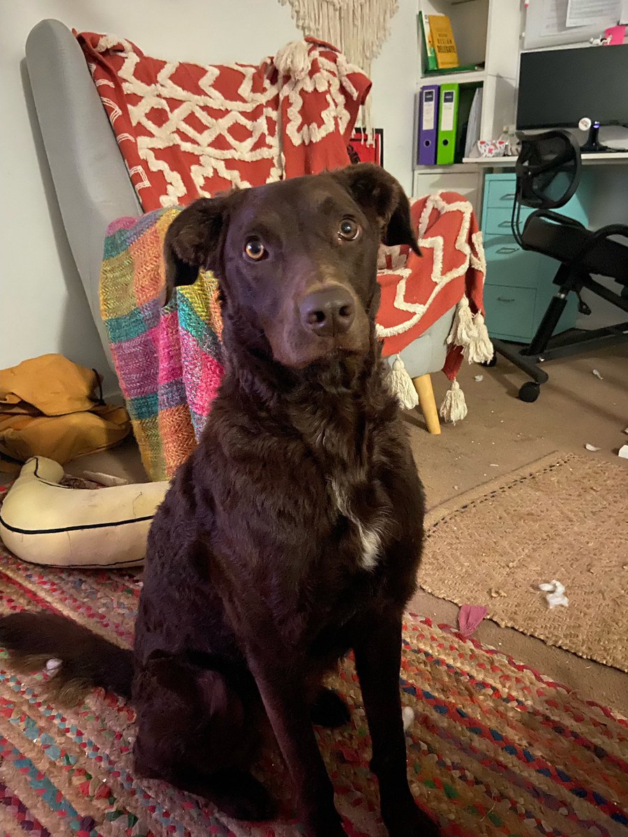 dogsplaying1's tweet photo. Maisie https://t.co/ORx6NzLhmq