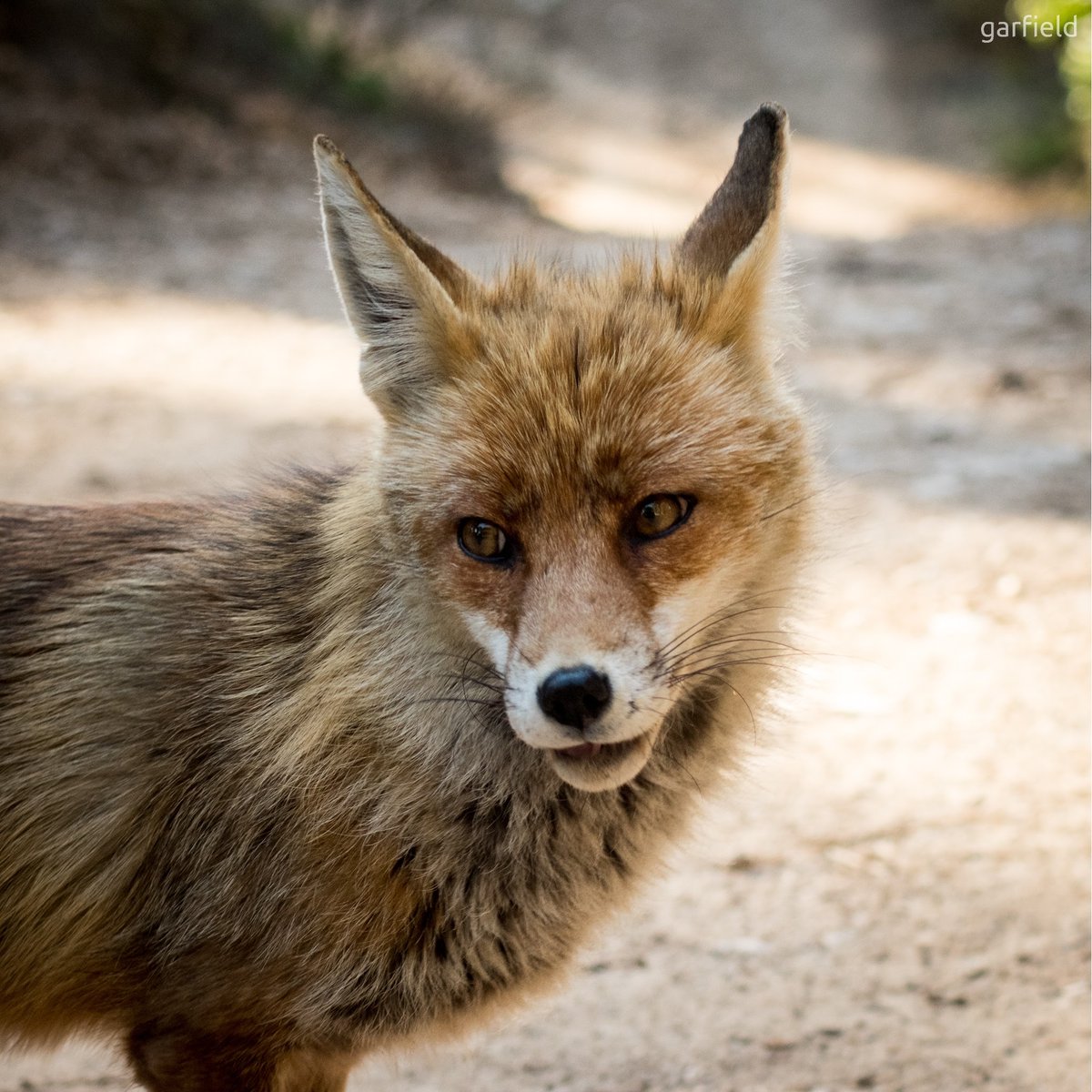 PhotoGarfield's tweet photo. I crossed the path of a fox today.

#fox #foxphotography #wildfox #zorro #zorros #zorrosalvaje #zorrosierraespuña #sierraespuña #sierraespuna #foxpath #beautifulcreatures #myluckyday #nature #naturephoto #naturephotography #wildnature #wildnaturephotography https://t.co/7WlDPy7faL