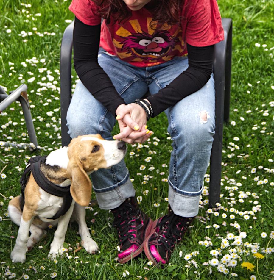 FKKanzler's tweet photo. Wenn du auf einmal nicht mehr das cuteste Tier auf der Party bist. #puppy #beagle #gardenparty #sniff #seaofdaisies #beaglepuppy #animal #cute #animalmuppet #dastier https://t.co/nx0WrKxoL6