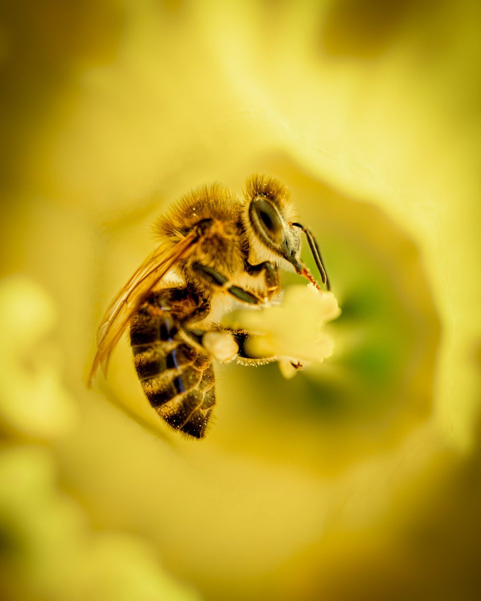 hirtphoto's tweet photo. Good morning 

#NaturePhotography #macrophotography #insects #bee https://t.co/qZG1To23RB