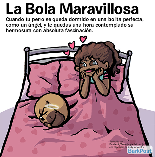 PerrosdeMerlo's tweet photo. ¿Ya están arriba?
#Adoptá
#Transitá
#NuncaCompres
#DaleUnaOportunidadAUnAnimalRescatadoDelAbandono https://t.co/apuwtzScl8