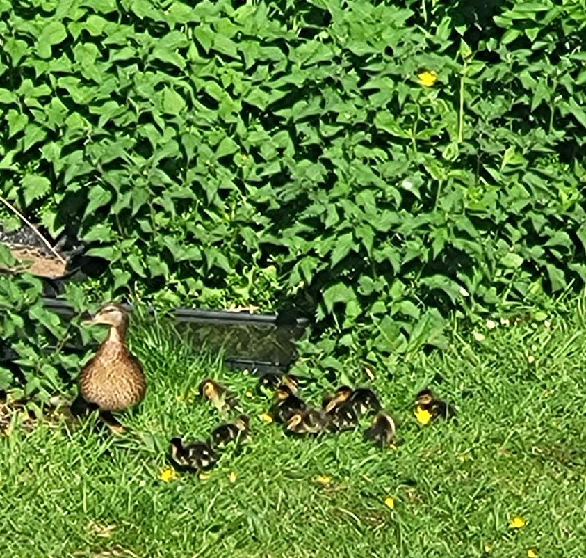 HoldernessAcad's tweet photo. We would like to congratulate Holderness Academy's Mr and &amp; Mrs Duck on the arrival of their 12 new ducklings! Keen to get them enrolled as early as possible, Mrs Duck has taken them for a tour of the Y7 area already! 🦆 https://t.co/HageZVzQjF