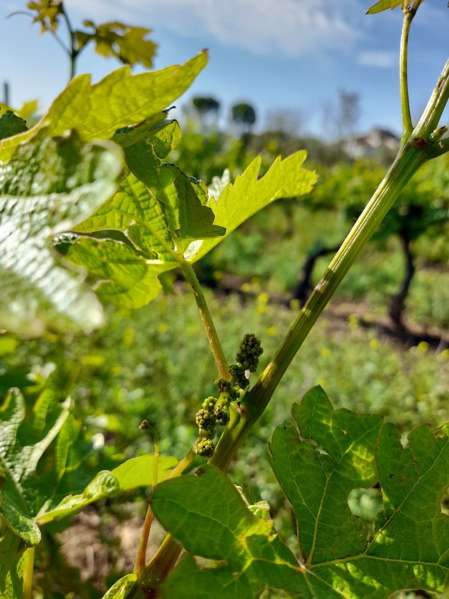 ElvinodeSetenil's tweet photo. Mes de mayo en nuestro #viñedo https://t.co/o6um3aLQ6u