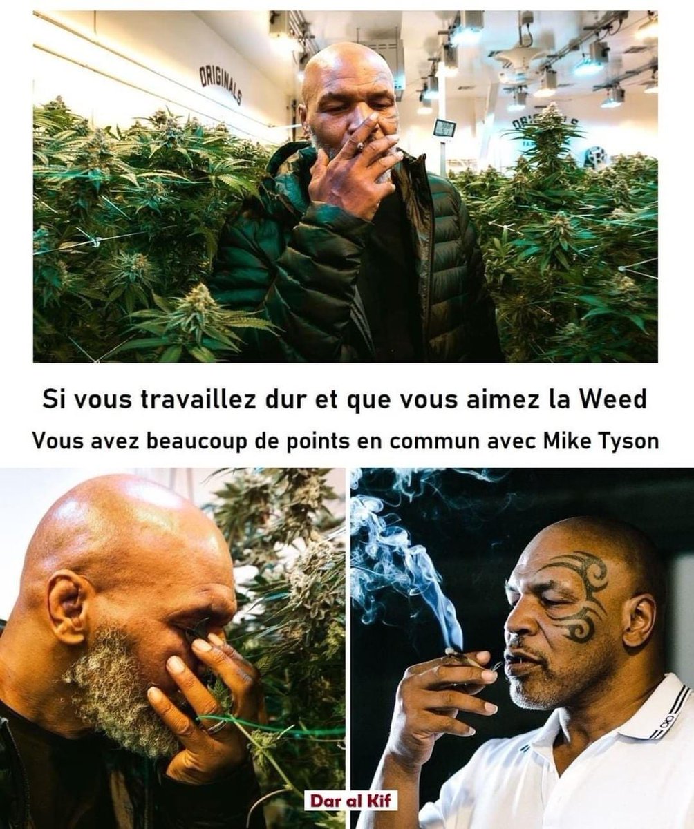 love_knb's tweet photo. 😍😍😍 weed Tyson #cbdactu #cbdmag #cbd #cbdoil #cannabis #cbdhemp #cbdshop #hemp #cbdproducts #cbdcommunity #bestcbd #hempcbd #chanvre #swiss #chanvrelégale https://t.co/QwwffeWDqX