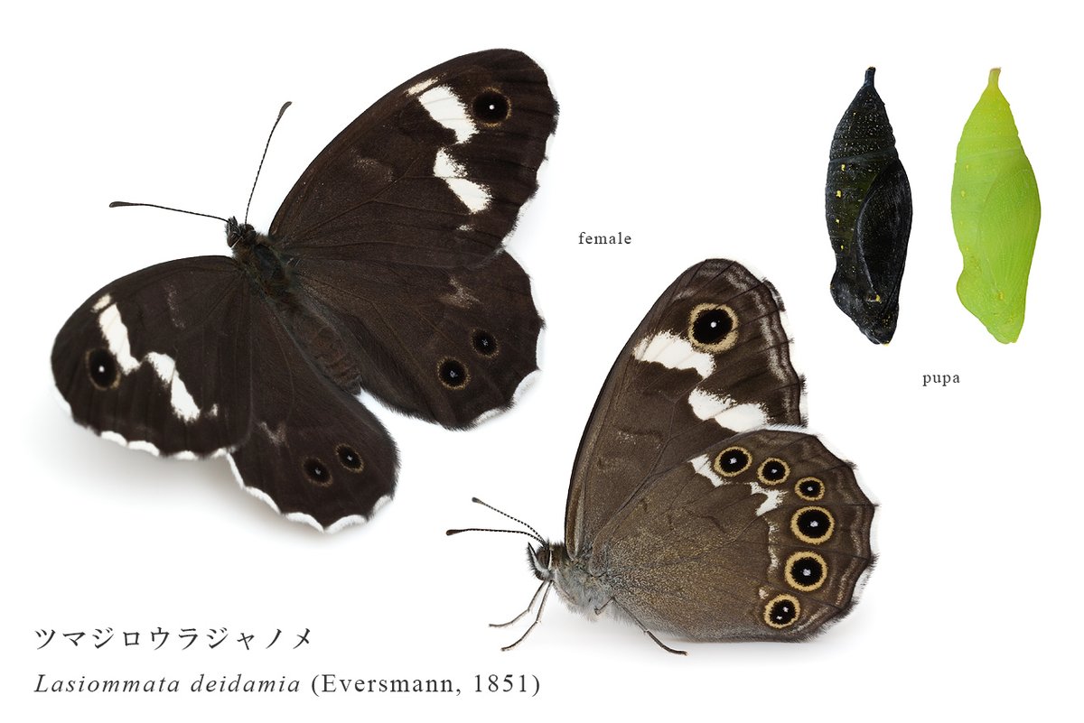 ツマジロウラジャノメ。蛹には黒色型と緑色型の2タイプがあり、黒色型は1化目でしか見られません。