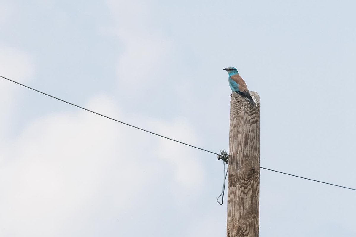 poles____'s tweet photo. Avvistamenti di ieri in #provinciadibologna #ghiandaiamarina #averlapiccola #sterpazzolinadimoltoni #corvoimperiale #birdphotography #birdwatching https://t.co/KMwrJeAQFT