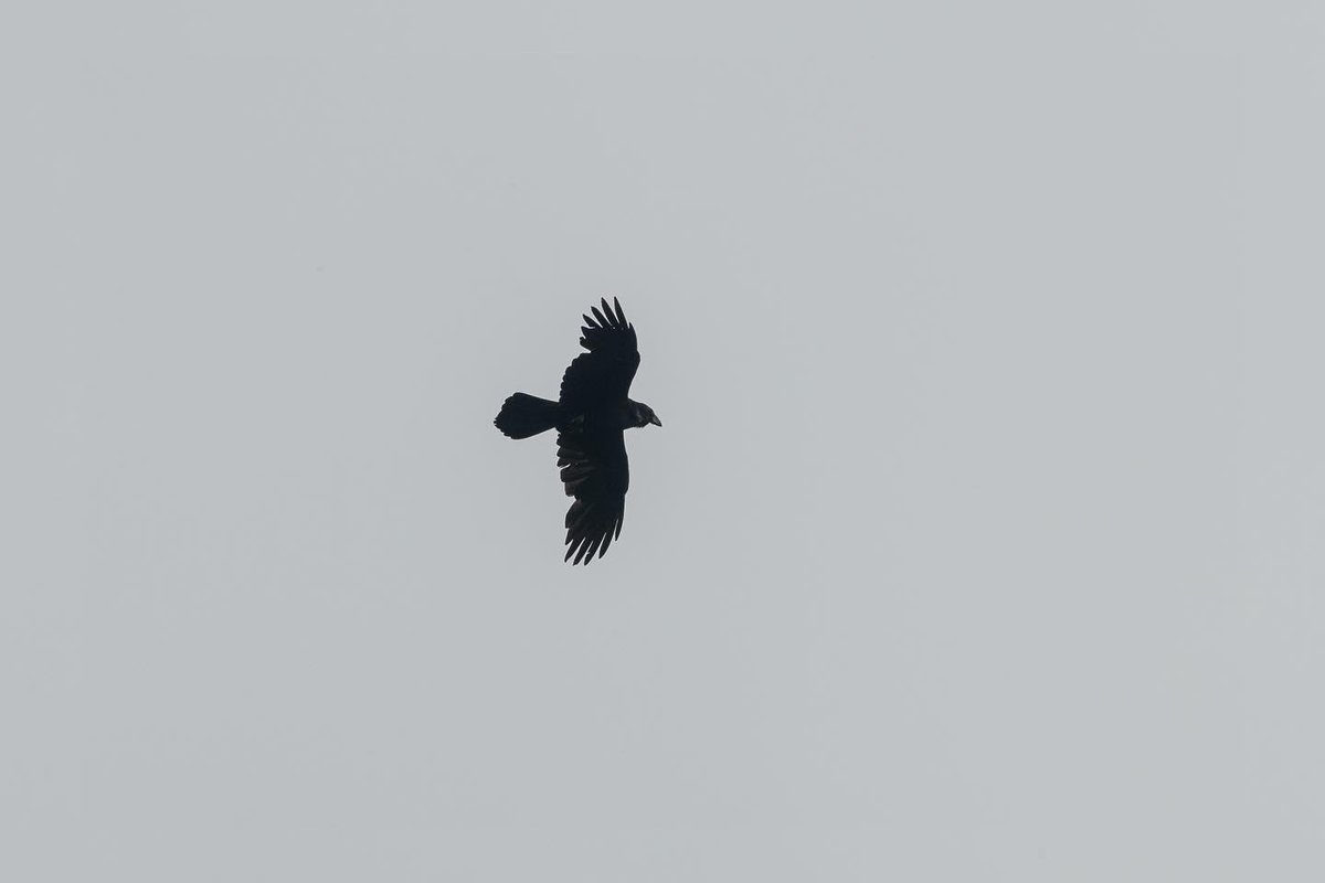 poles____'s tweet photo. Avvistamenti di ieri in #provinciadibologna #ghiandaiamarina #averlapiccola #sterpazzolinadimoltoni #corvoimperiale #birdphotography #birdwatching https://t.co/KMwrJeAQFT