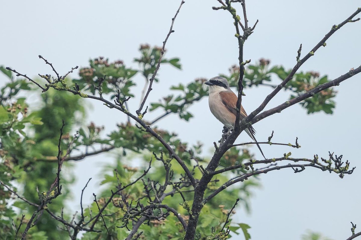 poles____'s tweet photo. Avvistamenti di ieri in #provinciadibologna #ghiandaiamarina #averlapiccola #sterpazzolinadimoltoni #corvoimperiale #birdphotography #birdwatching https://t.co/KMwrJeAQFT