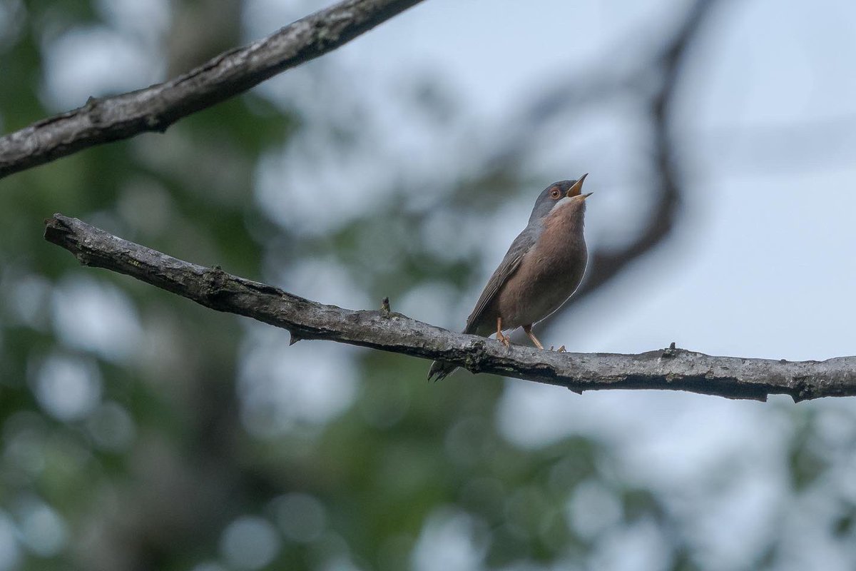 poles____'s tweet photo. Avvistamenti di ieri in #provinciadibologna #ghiandaiamarina #averlapiccola #sterpazzolinadimoltoni #corvoimperiale #birdphotography #birdwatching https://t.co/KMwrJeAQFT