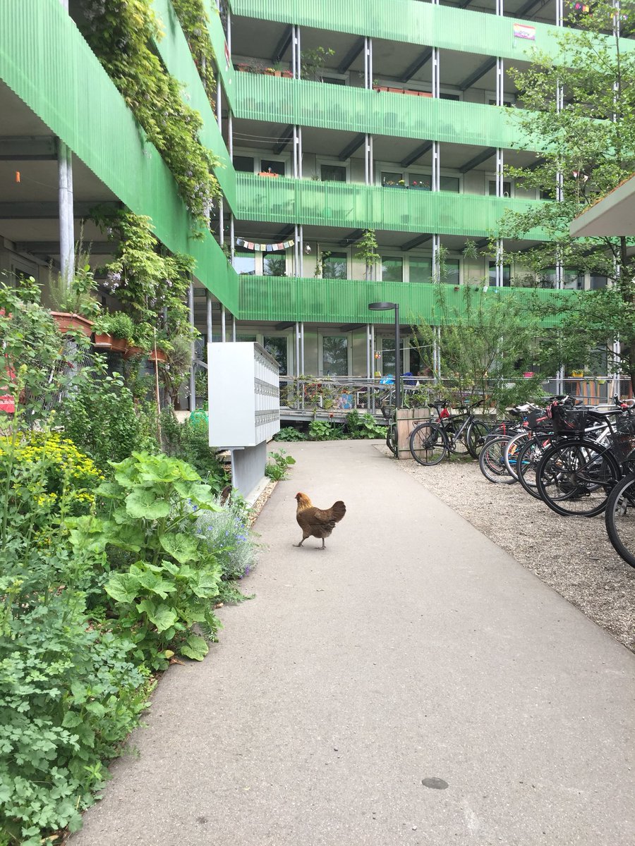 citiesconnect's tweet photo. #sharedlivingspaces @xdexnf #StadtErle Basel habitatges cooperatius i gallines... divendres el visitarem #buchnerbründler amb arquitectes catalans i belgues!! @PremsaAMB @apocapocbcn @lacolarq @IRLlull https://t.co/PiuFbZuPEd