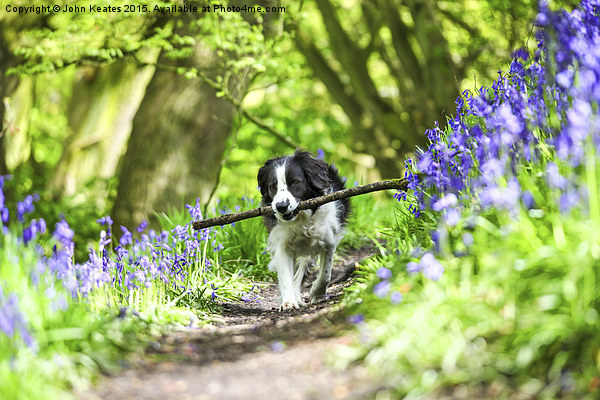 Photo4mecom's tweet photo. Brilliant news for John on selling #BorderCollieDog #Canvas of https://t.co/3iG9JH1LlI https://t.co/kZDUen47IP