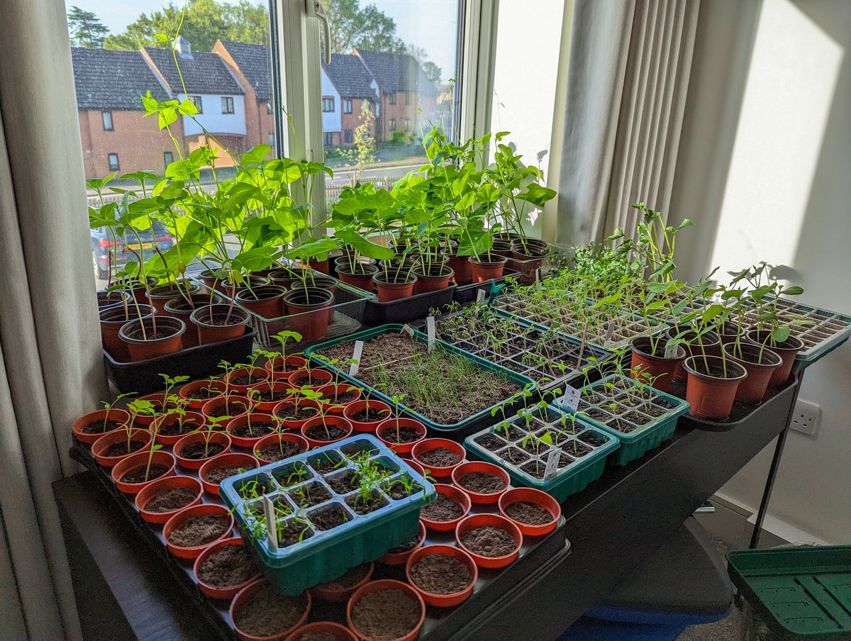 I was away for 9 days and worried about my seedlings but look at them! They're still alive and have grown up a lot 🥹🍅🥕🫑🥒🌻