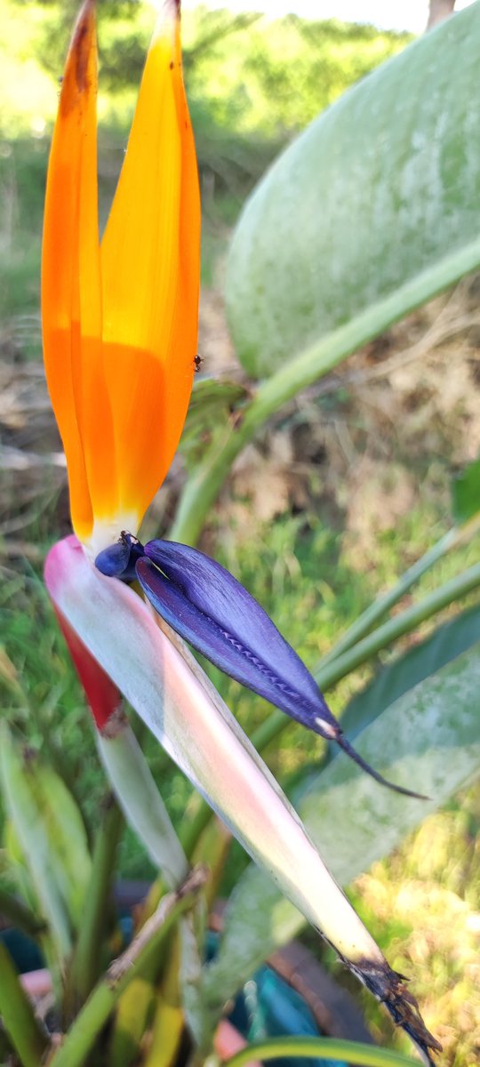 microferme's tweet photo. Bonne semaine et bon #lundifleuri a toustes
#Permaculture #microferme #pigs #iris #oiseaudeparadis https://t.co/7DzCjvsZQs