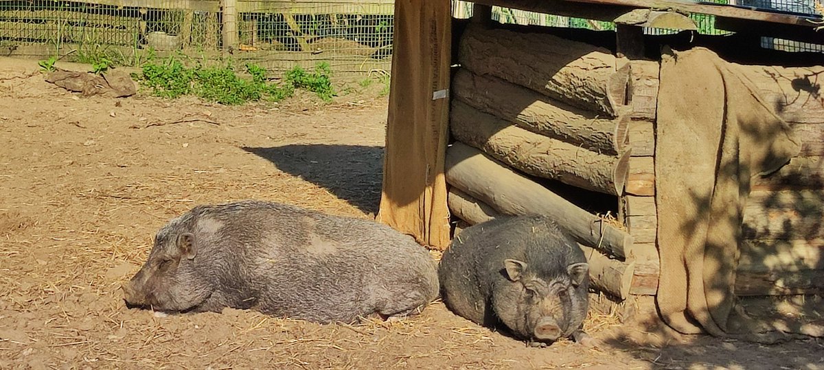 microferme's tweet photo. Bonne semaine et bon #lundifleuri a toustes
#Permaculture #microferme #pigs #iris #oiseaudeparadis https://t.co/7DzCjvsZQs