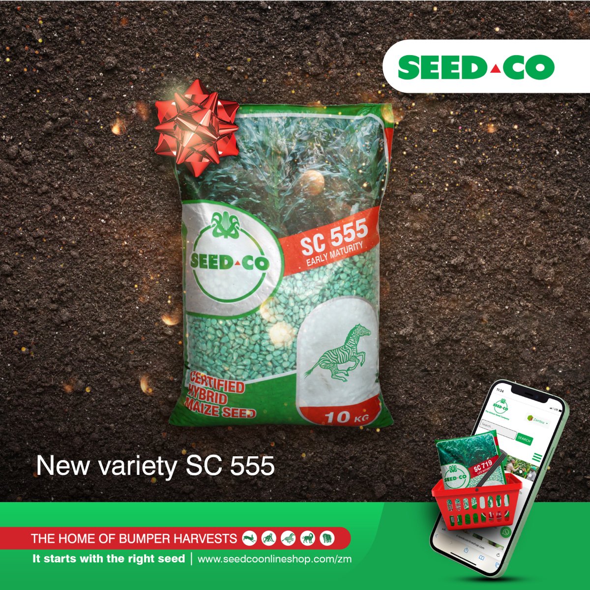SeedCoZambia's tweet photo. Bumper harvests are here! SC 555 is a brand-new climate smart variety with large kernels, good tolerance to foliar disease and wide adaptability.
Would you like to try SC555 in the upcoming farming season?
#SC555
#ItStartsWithTheRightSeed
#TheHomeOfBumperHarvests https://t.co/yyA71VPAGR