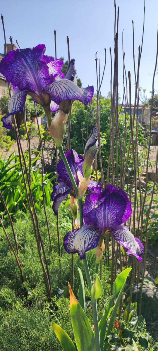 microferme's tweet photo. Bonne semaine et bon #lundifleuri a toustes
#Permaculture #microferme #pigs #iris #oiseaudeparadis https://t.co/7DzCjvsZQs