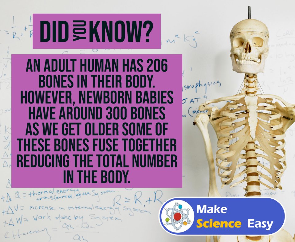 MakeSciEasy's tweet photo. Did you know that adults have 206 bones in their body but newborns have around 300 bones?

This is because some bones (such as the bones in our skull) fuse together as we get older. 

Learn more about science https://t.co/I2g9gKM0Nn

#Fridayfact #bones #biology https://t.co/xl6q0H9Zm5