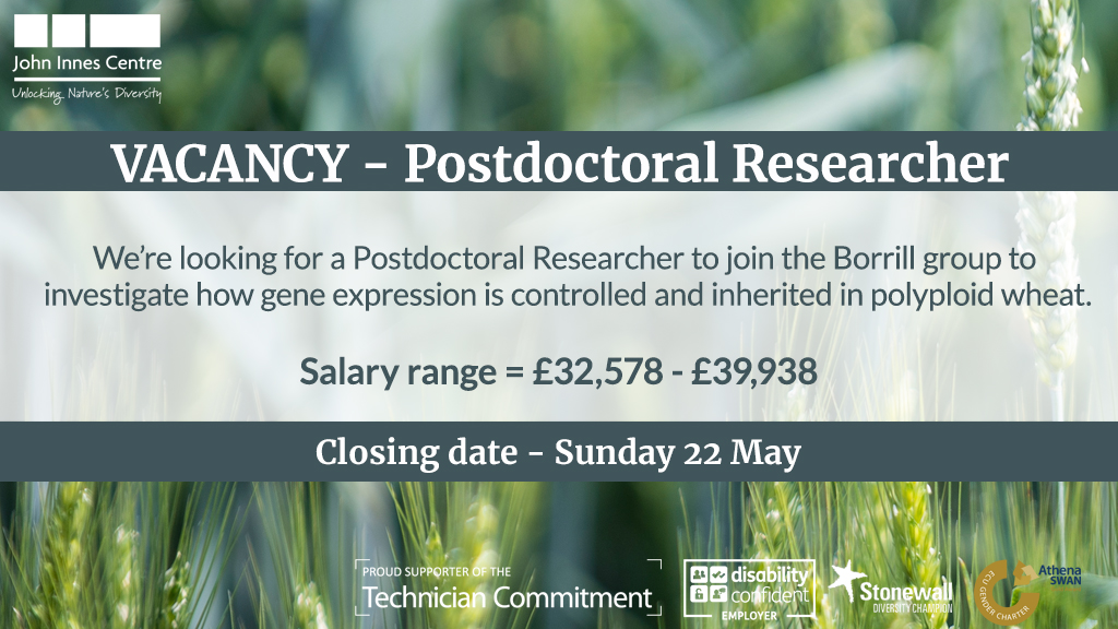 VACANCY - We’re looking for a Postdoctoral Researcher to join the <a href="/PhilippaBorrill/">Philippa Borrill</a> group to investigate how gene expression is controlled and inherited in polyploid wheat 🧬

📆 - Sunday 22 May
💷 - £32,578 to £39,938

okt.to/S8dEFB