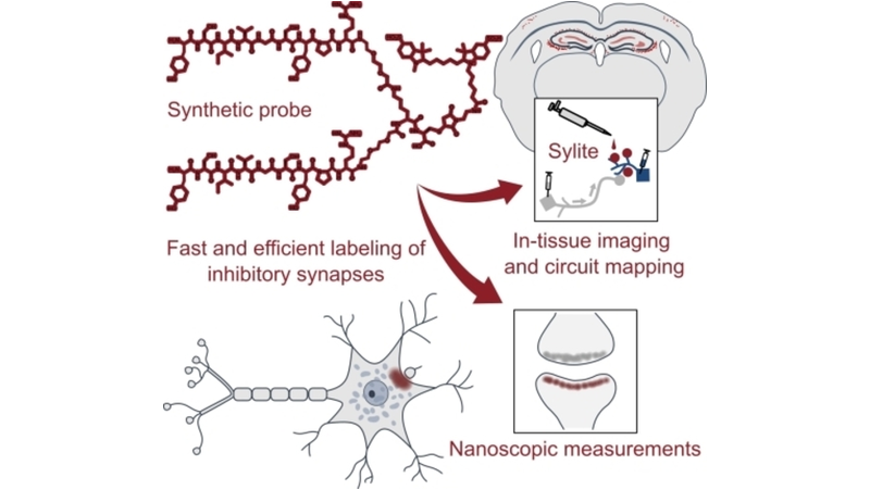 A Versatile Synthetic Affinity Probe Reveals Inhibitory Synapse  Ultrastructure and Brain Connectivity** - Khayenko - 2022 - Angewandte  Chemie International Edition - Wiley Online Library