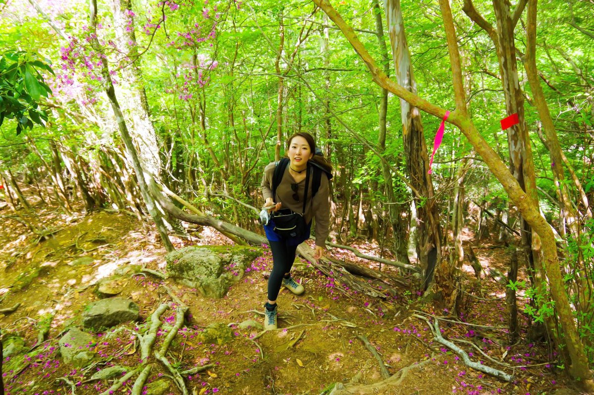 \ trip photo / 
.
📍鉾岳  Hokodake , Miyazaki
.
≫ 標高 1,277m
.
新緑とミツバツツジに囲まれて☺️✨
.
この時期の緑は、
生き生きしていて、かなり元気もらえる🥺
.
.
#鉾岳 #鉾岳スラブ #パックン岩 #鹿川キャンプ場 #パックン岩登山 #鉾岳の滝 #宮崎観光 #ししがわ渓谷 #ほこだけ #九州の絶景