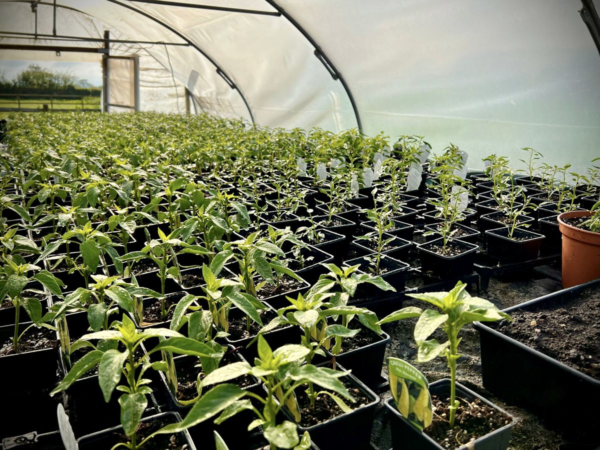 We love this time of year, the tunnels are chocka with beautiful little chilli plants about to burst into fruit, so we can work our tasty magic 😋

We’ve started taking them out to some of the markets, so keep your eye on our website for events near you!

justchillies.co.uk/events/
