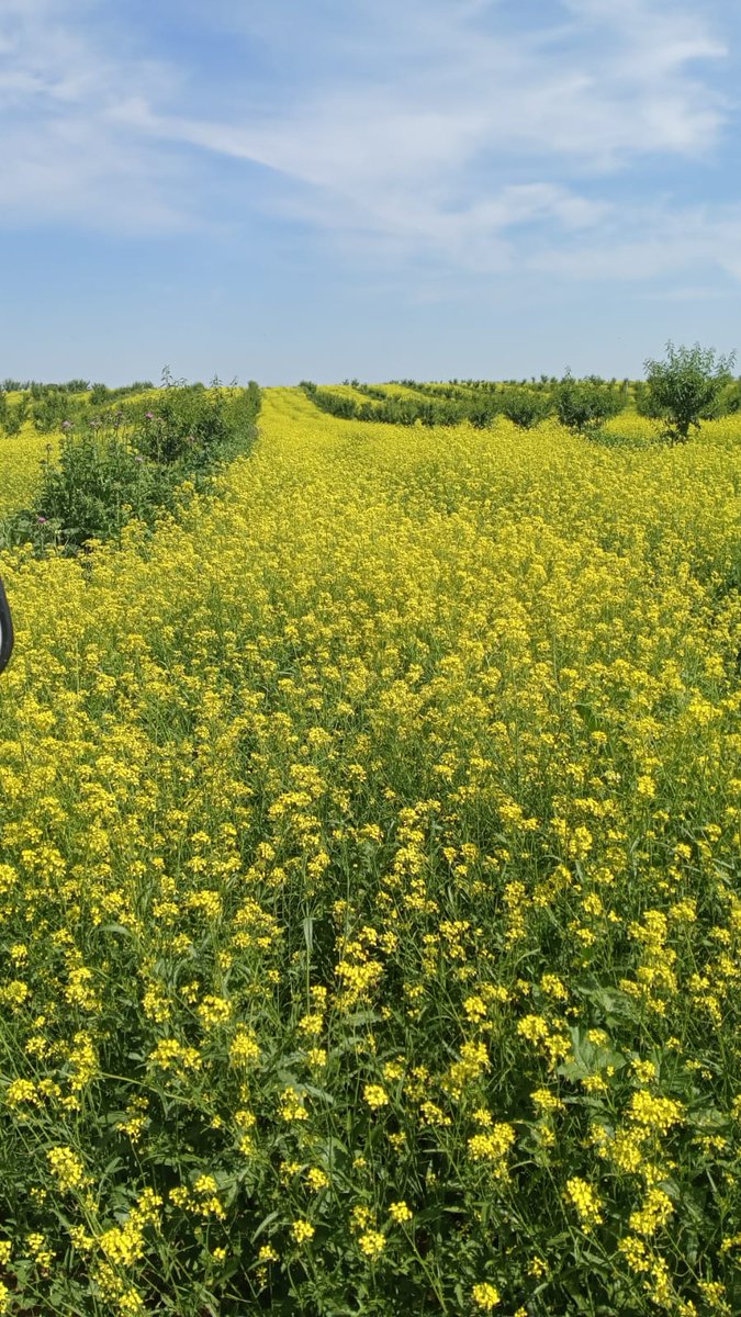 biodinamicas's tweet photo. Nuestro #campo nos regala belleza por sus cuatro costados!

@olivaresvivos #biodiversidad #vida #flora #fauna
#agriculturaBiodinámica #primavera2022 #lantejuela #sevilla #españa https://t.co/XX53OXMspw