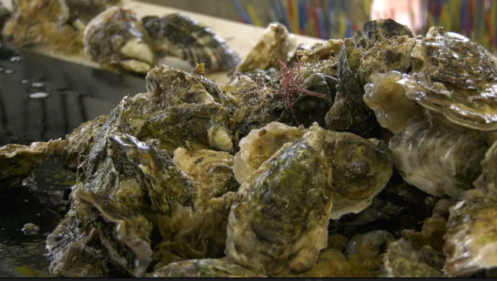 Découvrez l'un de nos sujets coup de coeur via cette vidéo super courte de <a href="/viaOccitanieTV/">viàOccitanie</a> . 
Un grand bravo Elodie pour ce travail impeccable !
Sauvons les huitres ! 
 
buff.ly/3kSOMgH