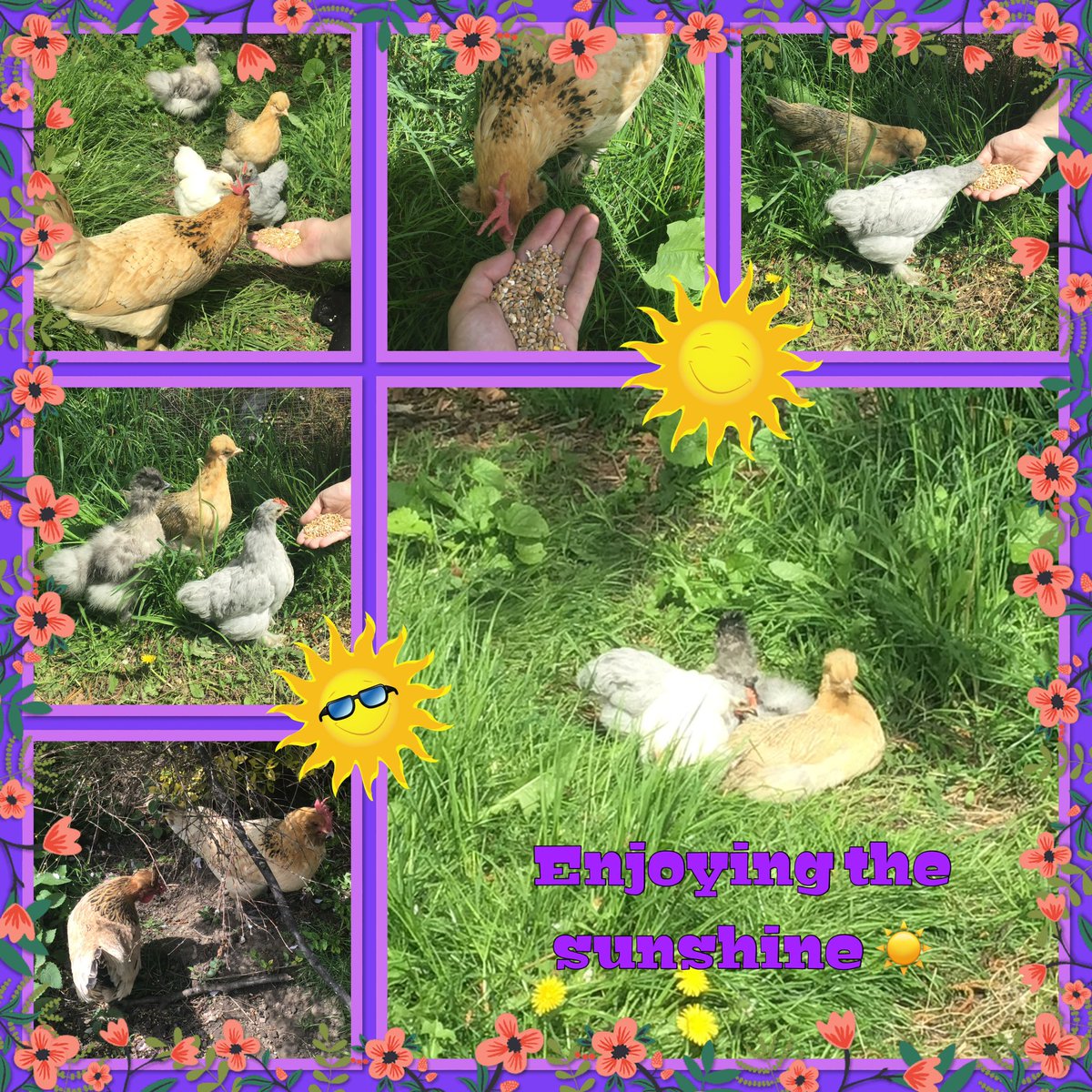MD_Chickens's tweet photo. The sun ☀️ has arrived @MillDamSchool so we have been busy sunbathing and making friends with the older chickens 🐓.
It’s brill here 😀 https://t.co/ex22wH79QN
