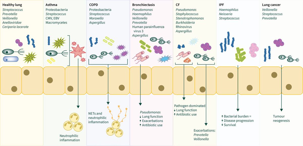 amgodogma's tweet photo. Anyone looking for a review or even an introduction into the #respiratory #microbiome check out this paper we wrote @NinadCampbell @ERSpublications @EuroRespSoc 

https://t.co/3Muop4bH83 https://t.co/ex1c7SpFej
