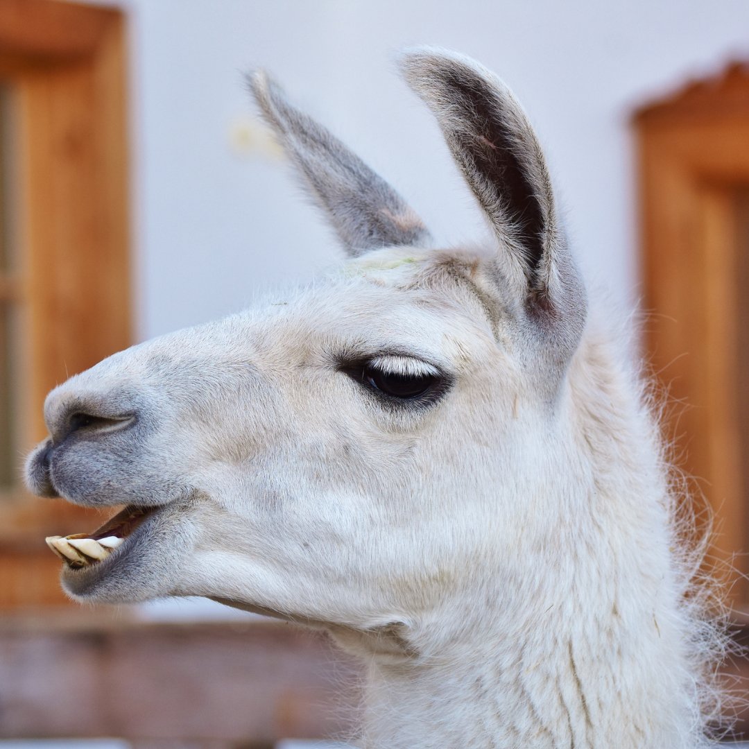 Happy Monday! 

Did you struggle to wake up this morning? Why not take a note from Llamas- 

In order to wake up, they set their allamas! 🦙

#LlamaAccounting #JoinTheHerd  #NoDramaWithLlama