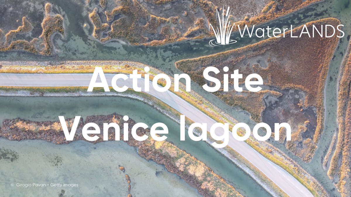 WaterLANDS_EU's tweet photo. Our #WaterLANDS 🌊🏔️#ActionSite 🌿of the week is the #VeniceLagoon! The Venetian lagoon is the largest coastal #wetland in Italy with a unique range of #biotypes including salt marshes, reed beds and seagrass meadows. 🌱🌾🎍The lagoon is under intense pressure from human activity https://t.co/3VoGDeGzZq