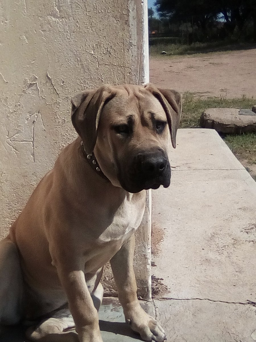 KC_Magano's tweet photo. STORM
@ 5 Months old!

#KegOna_Boerboels #KC_TheDriver https://t.co/WPxjsp7Sal